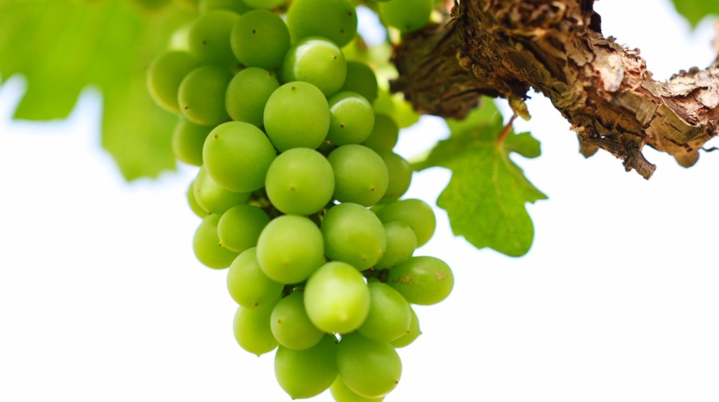 uva de mesa, produção, barra, fruticultura, autumn crisp, Bahia,Barra Agroshow 2025