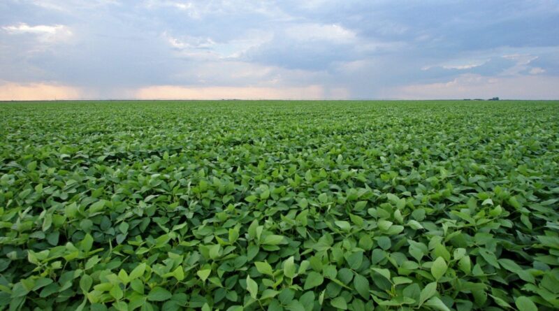 Decisão judicial sobre uso de herbicida 2,4-D causa preocupação entre produtores de grãos do RS