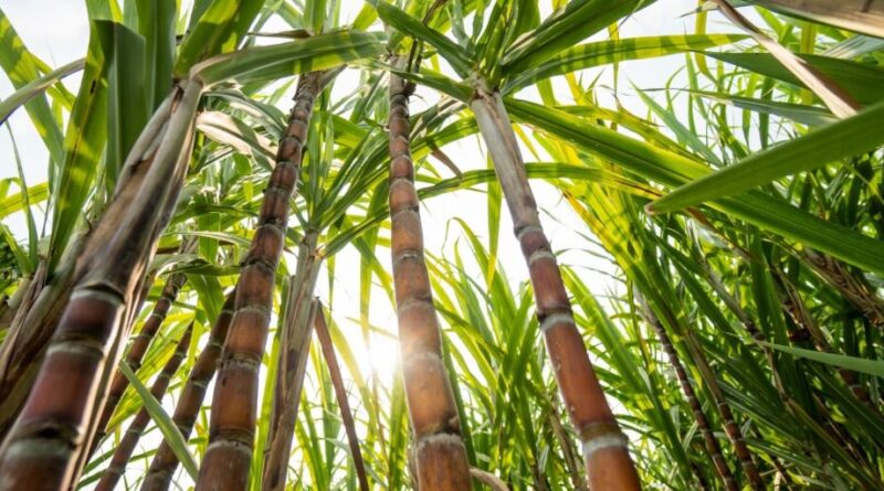 remineralizadores, agrominerais, nordeste