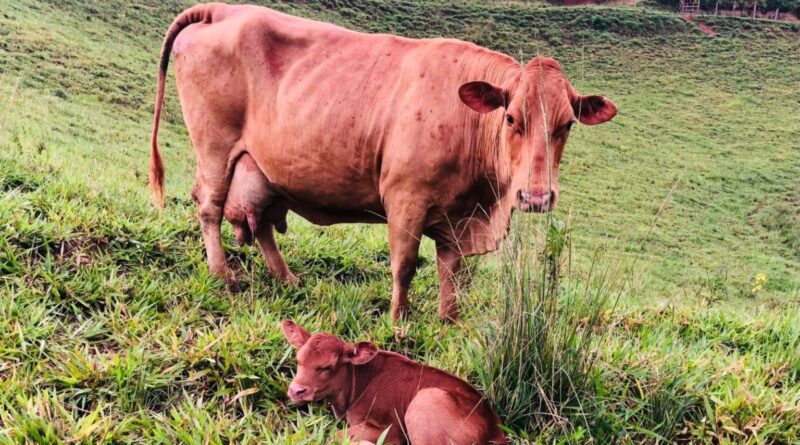 Caracu: a genética taurina que se adaptou ao calor do Brasil. entenda