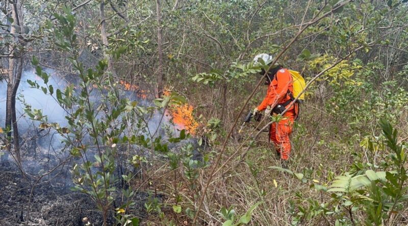 Série especial destaca desafios do combate ao fogo no Cerrado