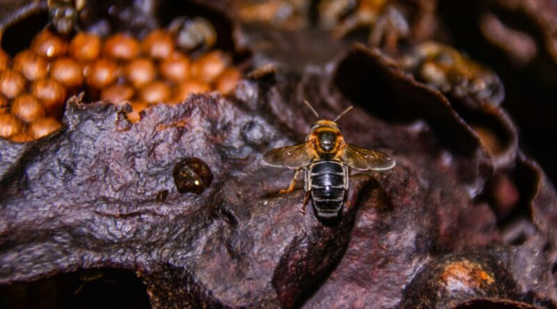 Meliponário; abelhas sem ferrão
