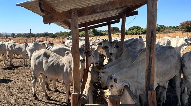 estudo mostra maior produção de embriões por novilhas com dieta energética