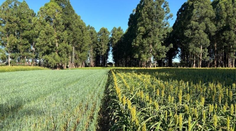 Dia da Árvore, Embrapa, ILP