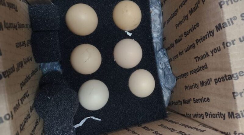 ovos in natura apreendidos