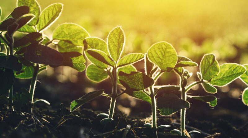 Close up of soybean plant in field