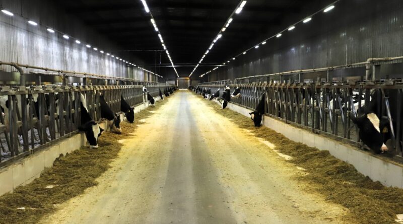 conheça a maior fazenda leiteira do país