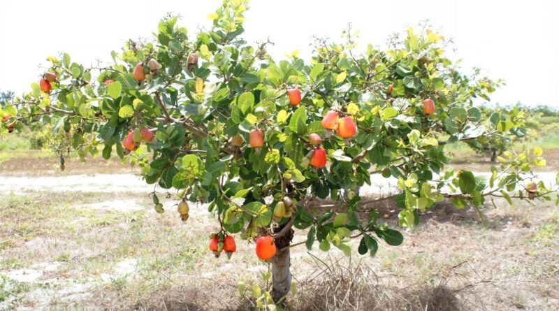 Cajueiro-anão da Embrapa impulsiona renda no Semiárido com produção acima da média