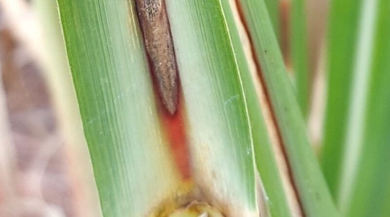 murcha da cana-de-açúcar