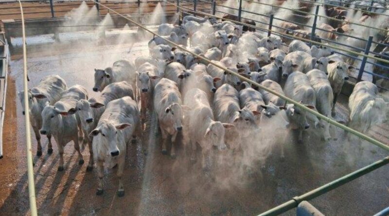 Startup usa inteligência artificial para pesar bois e reduzir custos na pecuária