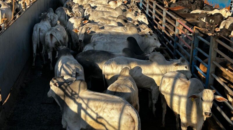 Pecuária em MG: confinamento de ponta gera boiada de 22 arrobas