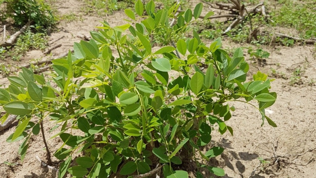 Gliricídia. Foto: Divulgação/Embrapa Semiárido