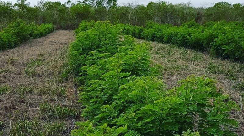Gliricídia: a leguminosa que se tornou a salvação do gado na seca do semiárido