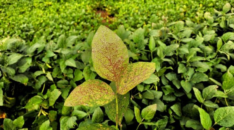 Governo do RS divulga números da ferrugem asiática da safra de soja 24/25