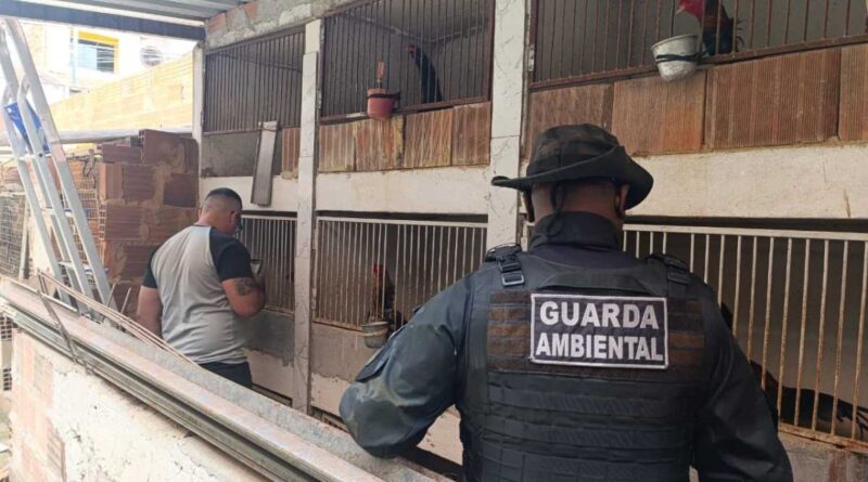 Guarda Ambiental resgata 60 galos vítimas de maus-tratos em rinha fluminense