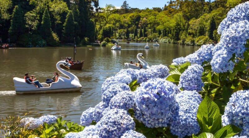 Hortênsia é resgatada em projeto que une turismo, educação e identidade rural