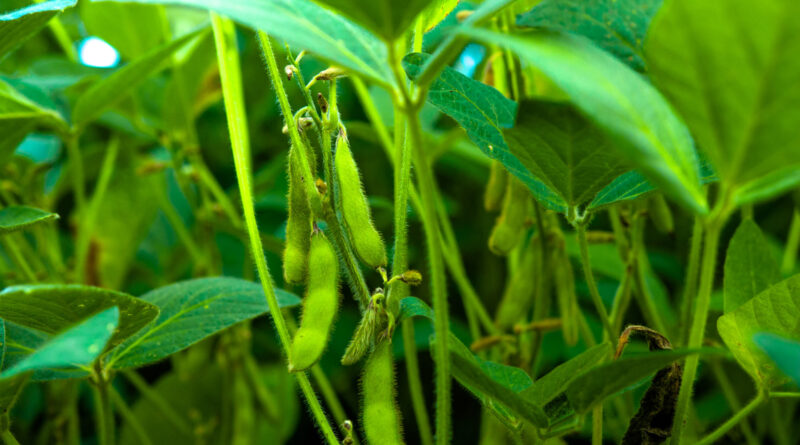 Produtores baianos se adaptam para garantir produtividade da soja