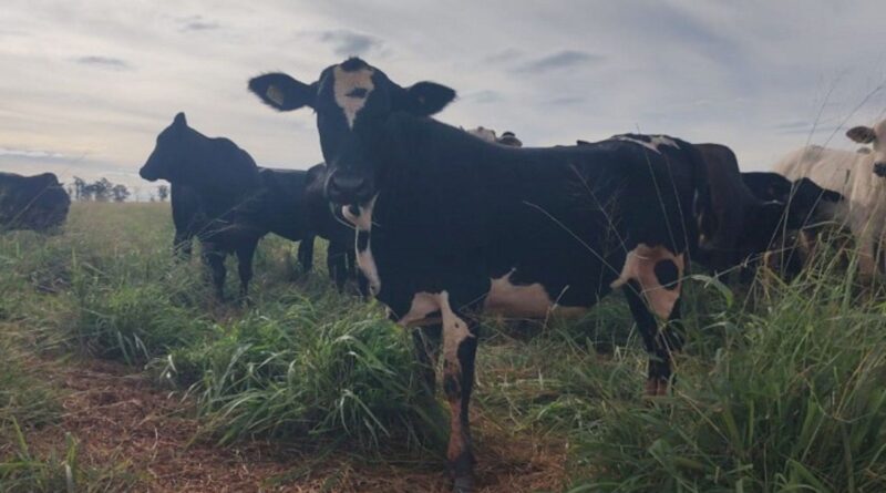 como a tecnologia do Antecipasto otimiza a produção o ano todo