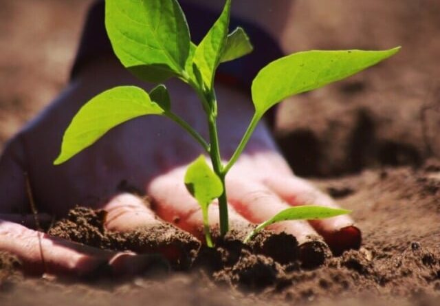 Importações de fertilizantes superam 5 mi toneladas em agosto