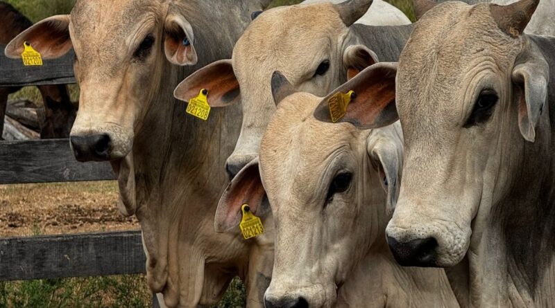 JBS já entregou mais de 120 mil brincos para rastreamento de rebanho a pecuaristas