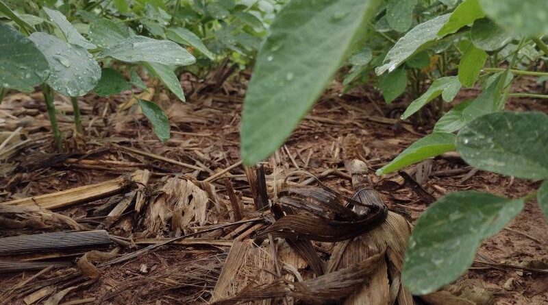 Divulgação Aprosoja MS