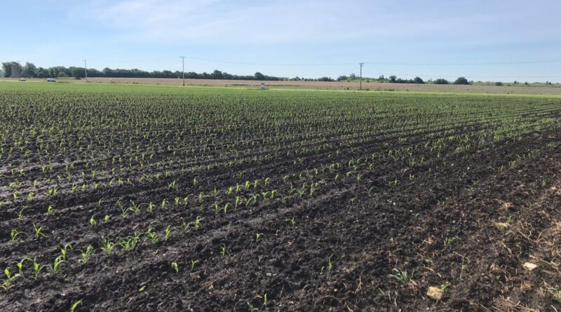 Plantio de milho no RS alcança 62% da área prevista, diz Emater