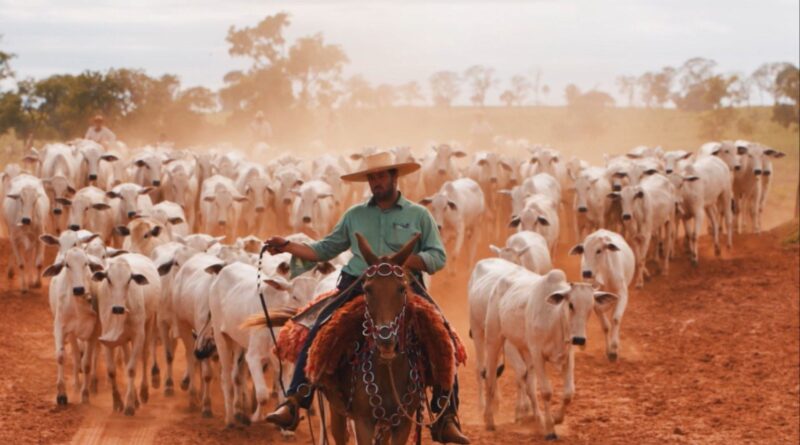 Brasil no topo: a ASBIA e a genética que nos fará o maior produtor de carne