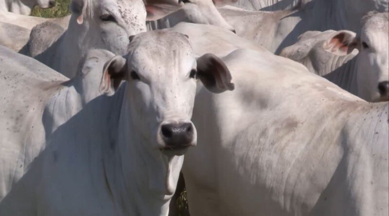 Descartar novilhas imaturas na 1ª cria é a melhor opção? Veja a opinião de especialista