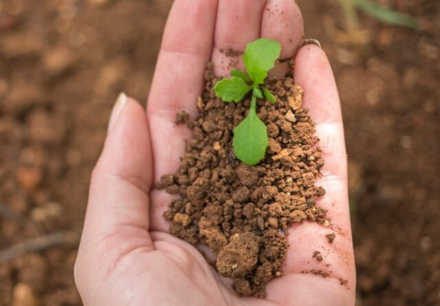 O Canal Rural vai marcar presença na COP30 com transmissões ao vivo