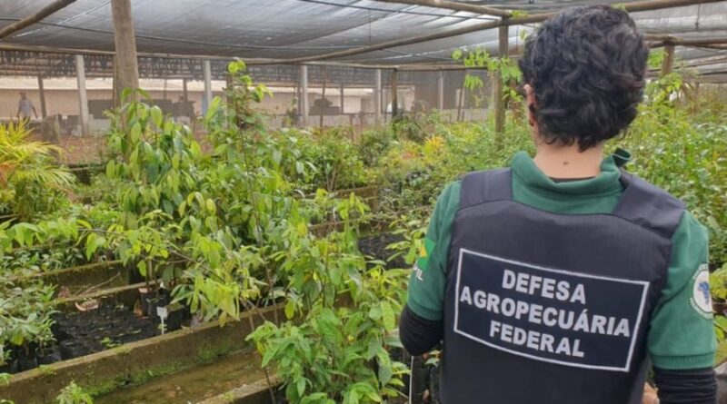 Operação Mapa mudas