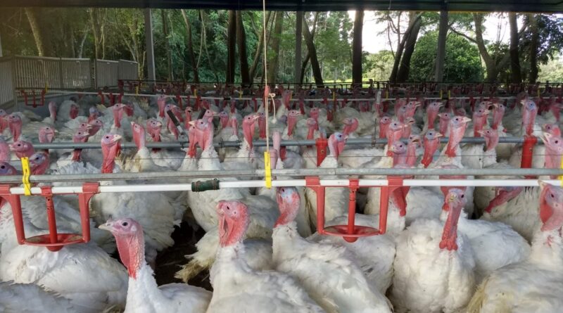 Paraná lidera crescimento nas exportações de carne de peru