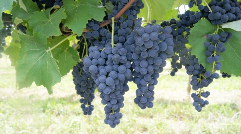 Audiência discute fortalecimento da vitivinicultura nacional