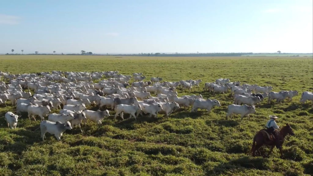 Bovinos em área de pastagem. Foto: Reprodução