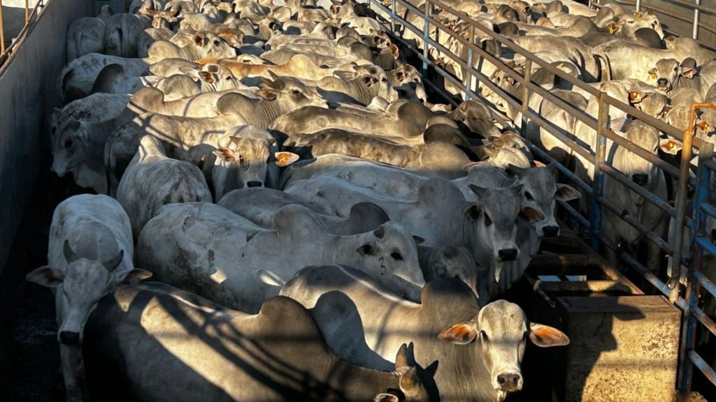 O peso médio por carcaça após o abate foi de impressionantes 326 quilos, o que dá 21,7 arrobas por animal. Foto: Divulgação/Friboi de Ituiutaba (MG)