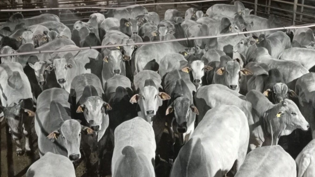 Foto: Divulgação/Friboi de Nova Andradina (MS)