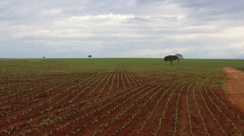 Produtores em campo: plantio de soja é liberado nesta segunda-feira (1º) em regiões de SP e PR