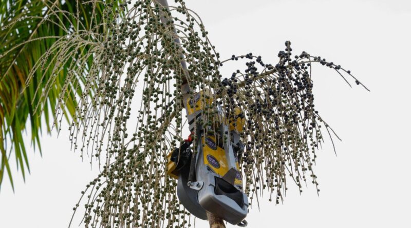 Governo investe em robô colhedor de açaí para aumentar produção do fruto na floresta amazônica