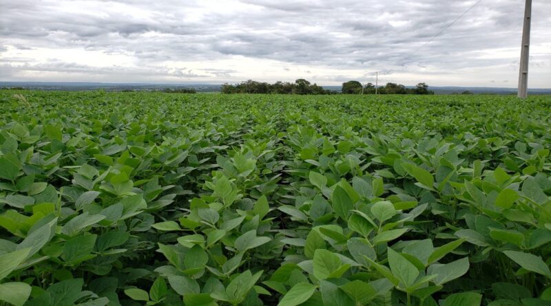 Safra 2025/26 de soja no Tocantins tem aumento de área, mas exige cautela do produtor