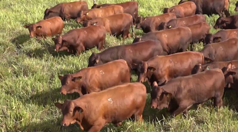 Santa Gertrudis garante lucro e desempenho a pasto; saiba mais