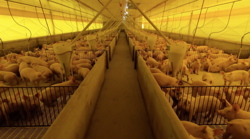 Exportações de carne suínas crescem 2,8% em agosto