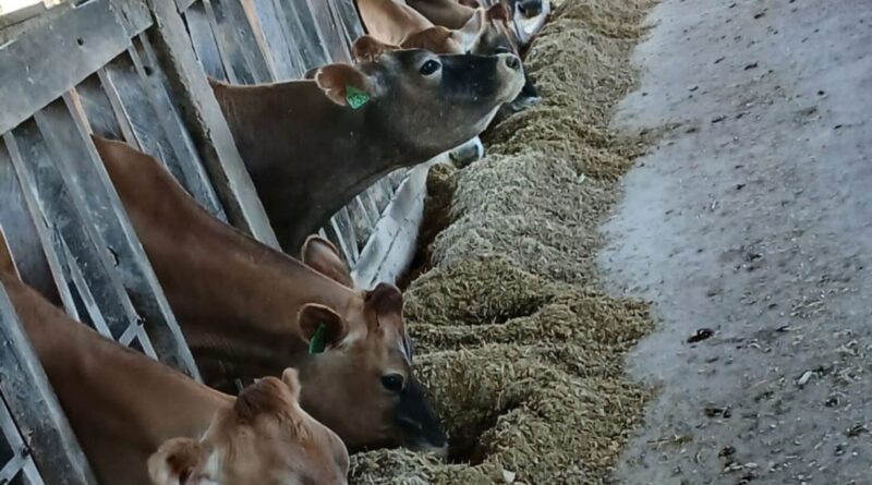 Da silagem ao lucro: o guia de manejo que otimiza a produção e a rentabilidade da fazenda