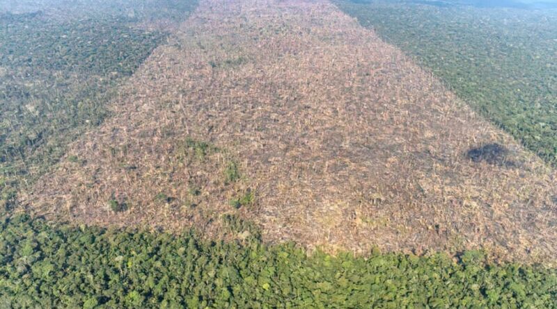 Sistema para monitoramento diário de toda a Amazônia é lançado