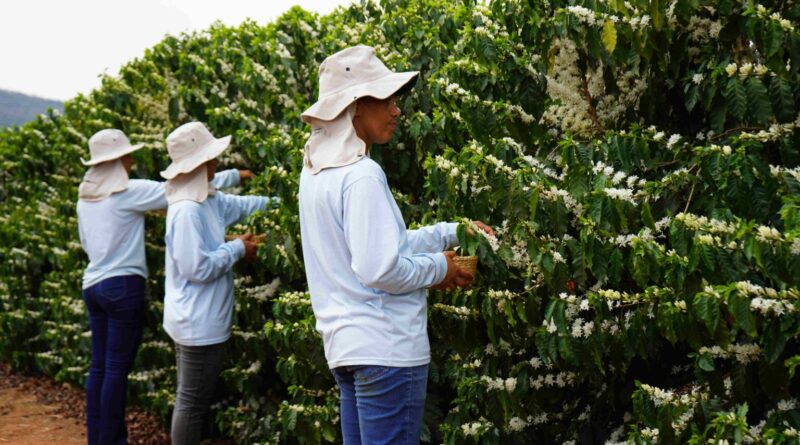 Fragrâncias criadas a partir do café são nova aposta do mercado