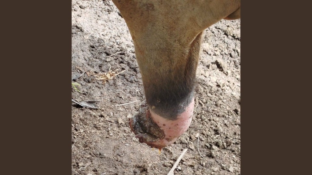 Detalhe do prepúcio do bovino com umbigueira. Foto: Divulgação