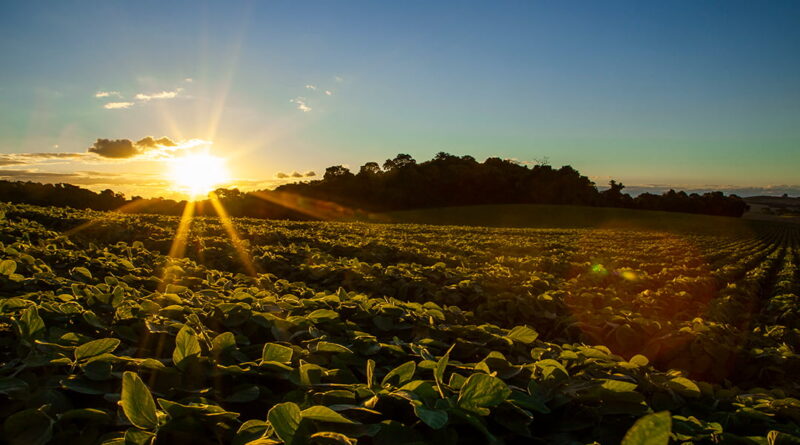 Valor bruto da produção deve crescer 11,3% em 2025, projeta Mapa