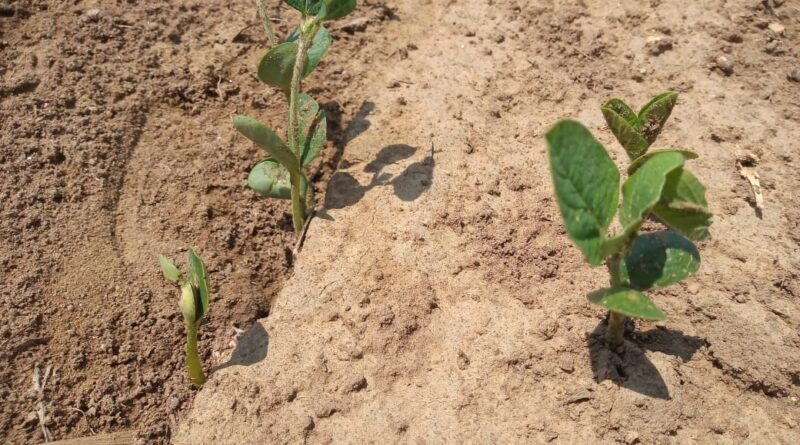 Soja, plantio lavoura