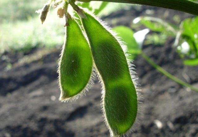 Vazio sanitário termina em GO e plantio de soja pode ser iniciado
