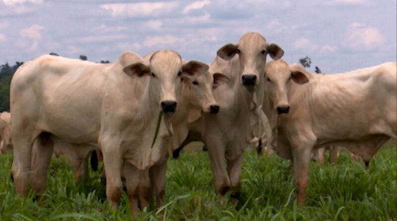 Como a vermifugação na primavera impulsiona a lucratividade