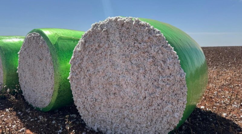 Atraso na colheita do algodão faz Adab prorrogar início do vazio sanitário