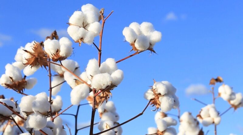 Exportação do algodão supera a vantagem do mercado interno